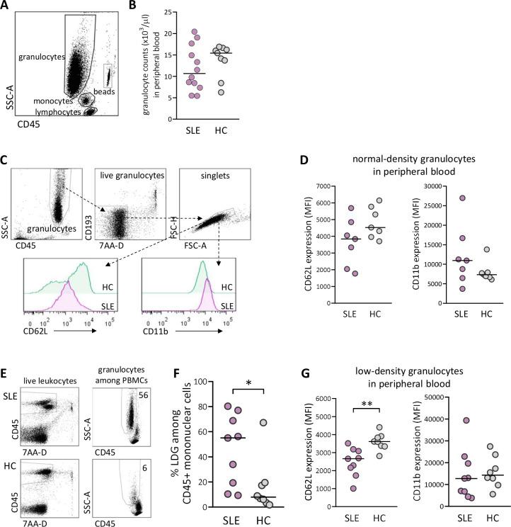 https://cdn.ncbi.nlm.nih.gov/pmc/blobs/f50f/7942245/ee3679baa350/lupus-2020-000463f01.jpg