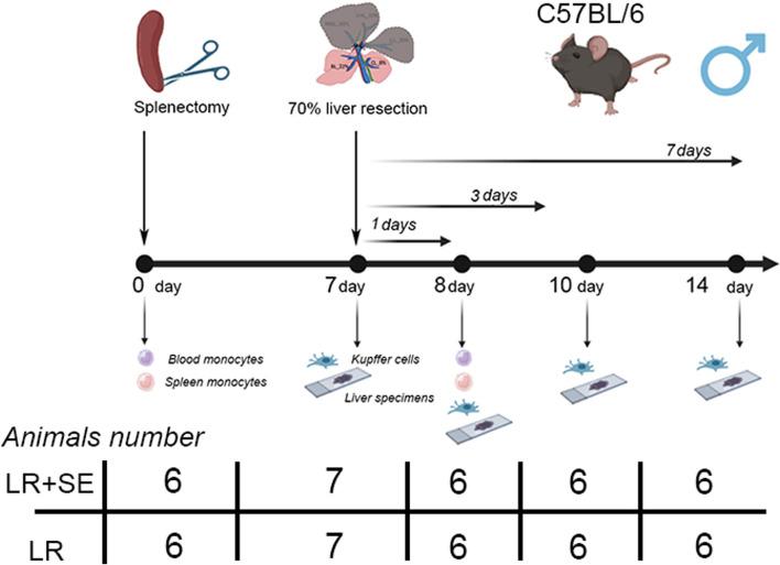 https://cdn.ncbi.nlm.nih.gov/pmc/blobs/f519/12078306/0f7d04de1783/fcell-13-1561815-g001.jpg