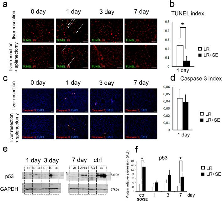 https://cdn.ncbi.nlm.nih.gov/pmc/blobs/f519/12078306/8b4f06140c4b/fcell-13-1561815-g003.jpg