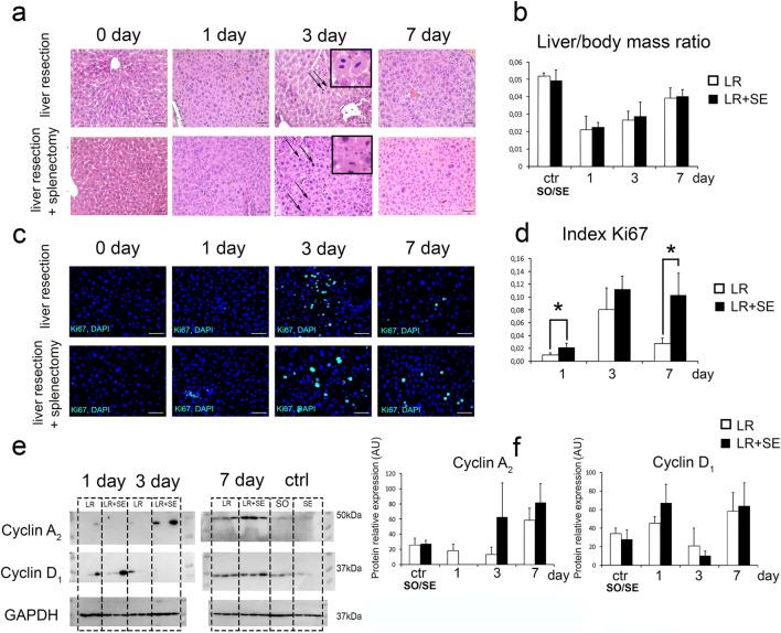 https://cdn.ncbi.nlm.nih.gov/pmc/blobs/f519/12078306/9f04cd88b709/fcell-13-1561815-g002.jpg