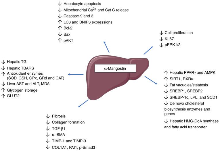 https://cdn.ncbi.nlm.nih.gov/pmc/blobs/f51c/9354700/23dfb6cd569f/IJMM-50-3-05176-g02.jpg