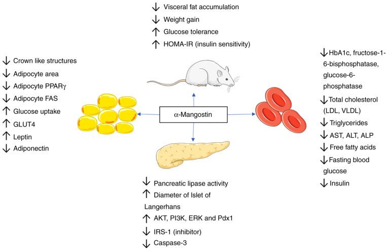https://cdn.ncbi.nlm.nih.gov/pmc/blobs/f51c/9354700/432a1e1a883b/IJMM-50-3-05176-g01.jpg