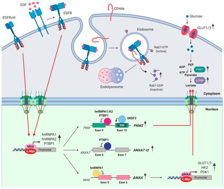 https://cdn.ncbi.nlm.nih.gov/pmc/blobs/f51e/7016899/5341afae264d/cells-09-00010-g002.jpg