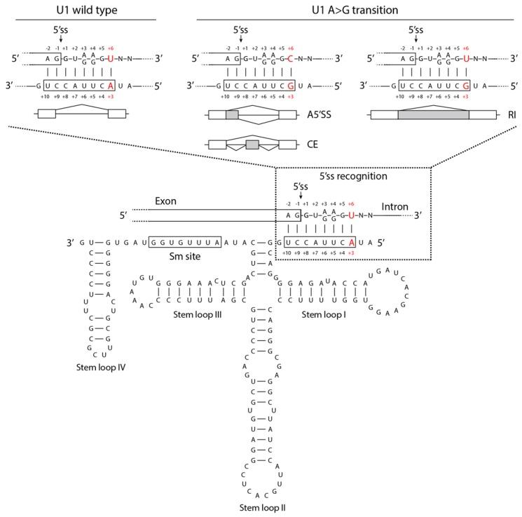 https://cdn.ncbi.nlm.nih.gov/pmc/blobs/f51e/7016899/8db2d09532e0/cells-09-00010-g001.jpg