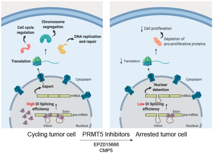 https://cdn.ncbi.nlm.nih.gov/pmc/blobs/f51e/7016899/f537a64f5b87/cells-09-00010-g003.jpg