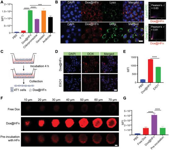 https://cdn.ncbi.nlm.nih.gov/pmc/blobs/f51f/10797422/98e8ab6b85a1/ADVS-11-2305217-g005.jpg