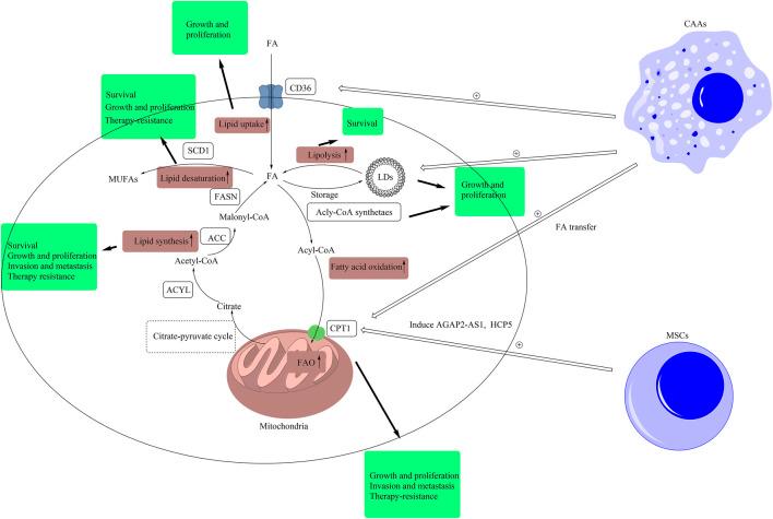 https://cdn.ncbi.nlm.nih.gov/pmc/blobs/f51f/8479196/fb416b51024b/fphar-12-730751-g001.jpg