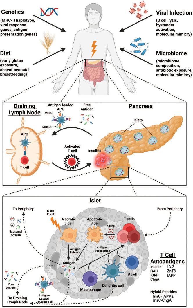 https://cdn.ncbi.nlm.nih.gov/pmc/blobs/f52c/11358097/038d98c98194/fimmu-15-1440045-g001.jpg