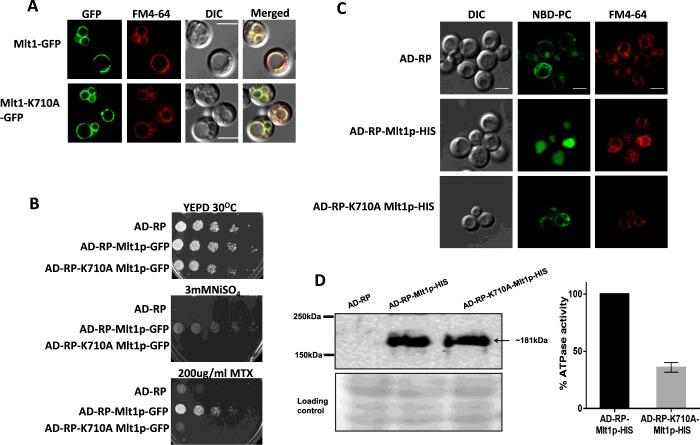 https://cdn.ncbi.nlm.nih.gov/pmc/blobs/f52d/4888455/00c3c33691a2/bj4731537fig2.jpg