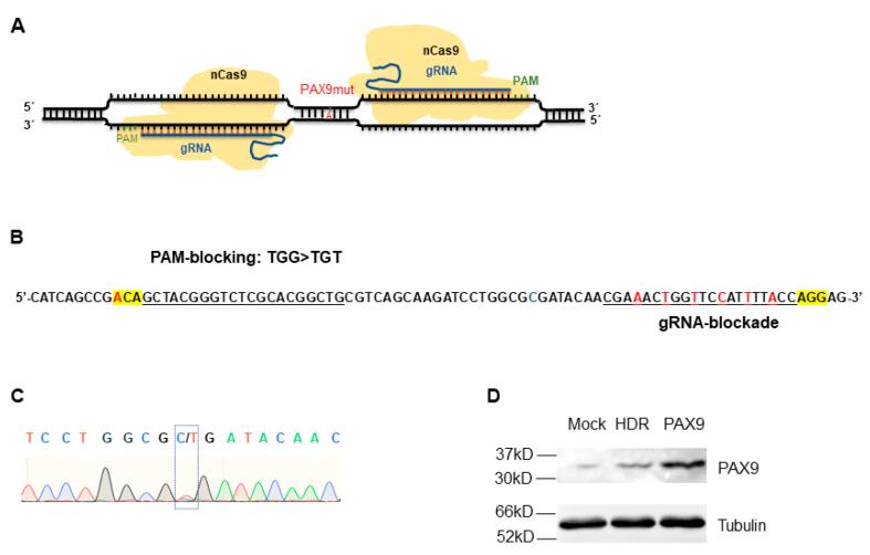https://cdn.ncbi.nlm.nih.gov/pmc/blobs/f52e/10297230/d8155cc05204/gels-09-00436-g004.jpg