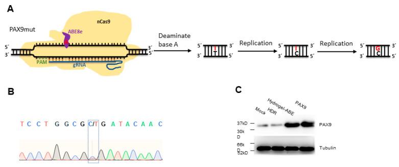 https://cdn.ncbi.nlm.nih.gov/pmc/blobs/f52e/10297230/d9e8735d25ba/gels-09-00436-g005.jpg