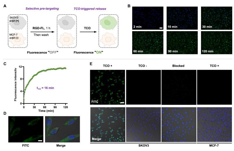 https://cdn.ncbi.nlm.nih.gov/pmc/blobs/f52f/10987521/61a826759a71/41467_2024_47188_Fig4_HTML.jpg