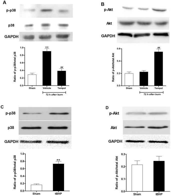 https://cdn.ncbi.nlm.nih.gov/pmc/blobs/f533/3547934/564c466b361b/pone.0054593.g006.jpg