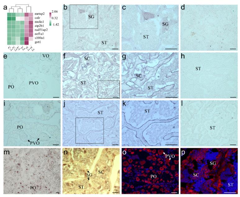 https://cdn.ncbi.nlm.nih.gov/pmc/blobs/f535/8618070/686df0014c24/ijms-22-12607-g006.jpg
