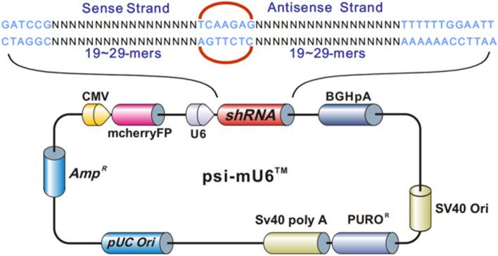 https://cdn.ncbi.nlm.nih.gov/pmc/blobs/f536/11072040/24e8d95903a8/18_2021_3941_Fig7_HTML.jpg