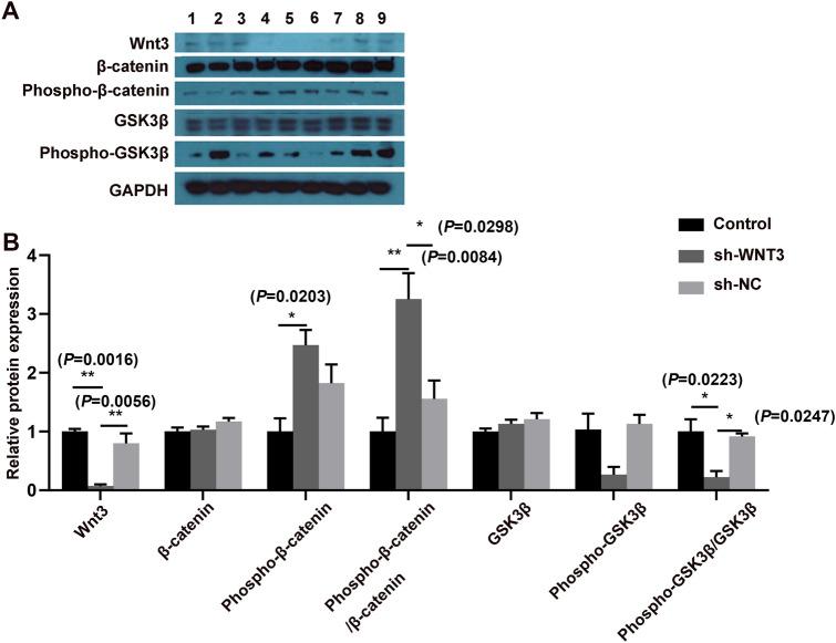 https://cdn.ncbi.nlm.nih.gov/pmc/blobs/f536/11072040/f63464bc464f/18_2021_3941_Fig8_HTML.jpg