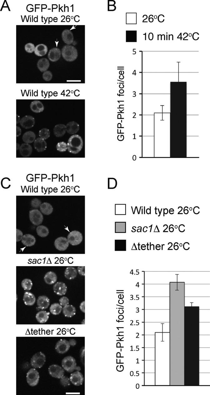 https://cdn.ncbi.nlm.nih.gov/pmc/blobs/f537/4814223/755201fbec32/1170fig4.jpg