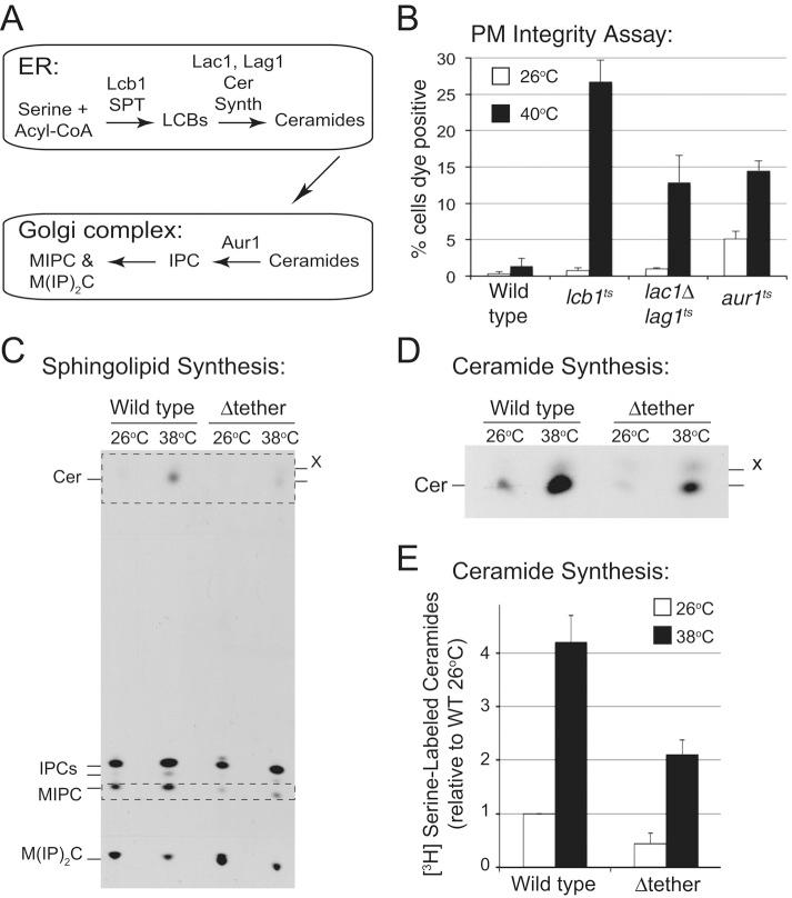 https://cdn.ncbi.nlm.nih.gov/pmc/blobs/f537/4814223/7e14ab2bf27b/1170fig2.jpg