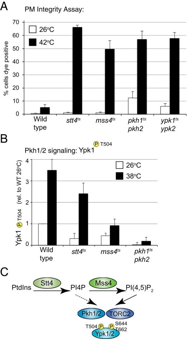 https://cdn.ncbi.nlm.nih.gov/pmc/blobs/f537/4814223/a7ebc26866fc/1170fig3.jpg