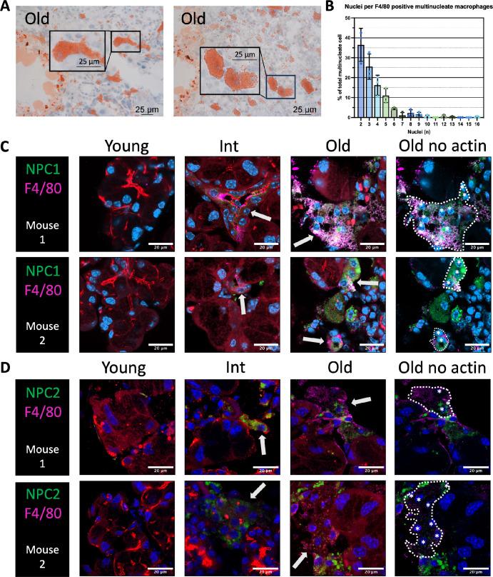 https://cdn.ncbi.nlm.nih.gov/pmc/blobs/f539/11156205/c452634098d3/iovs-65-6-1-f007.jpg