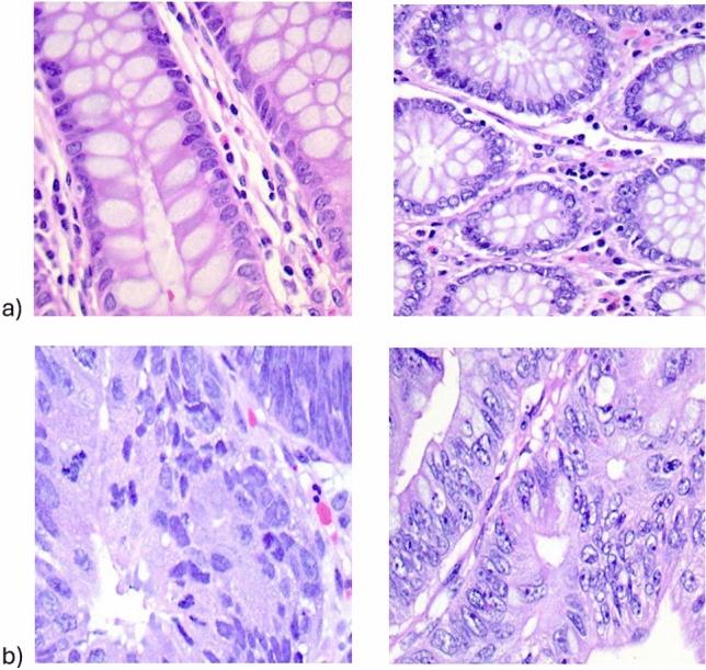 https://cdn.ncbi.nlm.nih.gov/pmc/blobs/f539/11222371/cb10ded07107/41598_2024_63659_Fig2_HTML.jpg