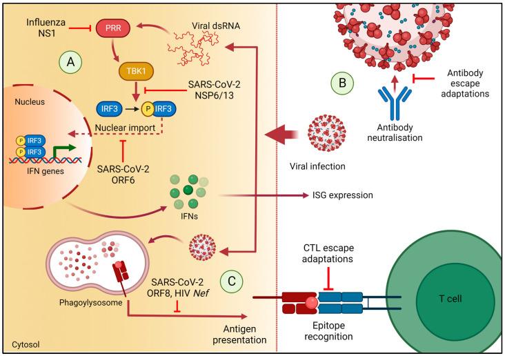 https://cdn.ncbi.nlm.nih.gov/pmc/blobs/f539/9866609/9fa0aca51f64/viruses-15-00070-g001.jpg