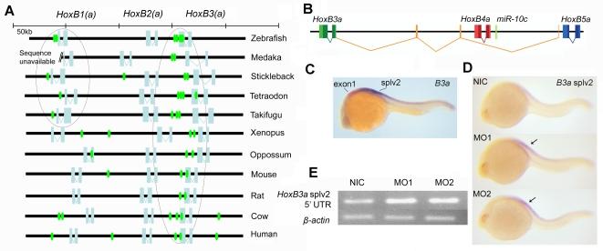 https://cdn.ncbi.nlm.nih.gov/pmc/blobs/f53e/2148072/35cc893a56ce/pone.0001396.g008.jpg