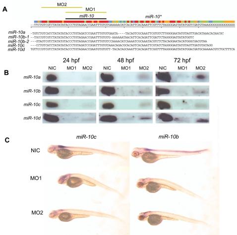 https://cdn.ncbi.nlm.nih.gov/pmc/blobs/f53e/2148072/83692d13e13b/pone.0001396.g003.jpg