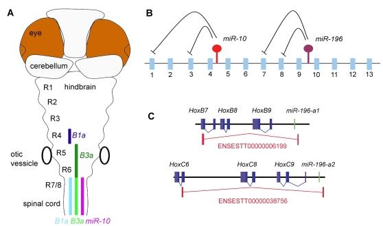 https://cdn.ncbi.nlm.nih.gov/pmc/blobs/f53e/2148072/c4cc6f3c1ff5/pone.0001396.g009.jpg