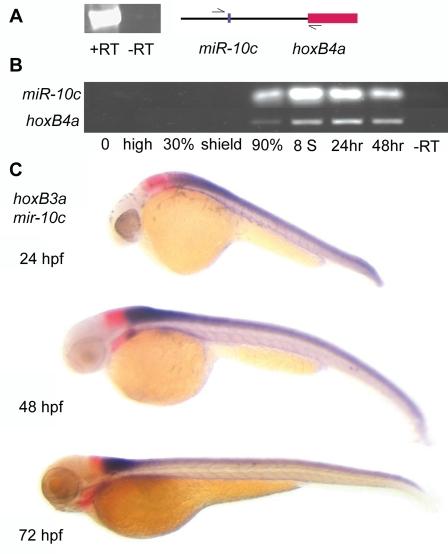https://cdn.ncbi.nlm.nih.gov/pmc/blobs/f53e/2148072/d96e57eac957/pone.0001396.g001.jpg