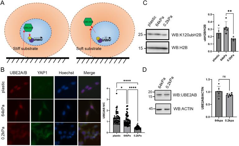 https://cdn.ncbi.nlm.nih.gov/pmc/blobs/f53f/12019518/0cc22e8543a6/ao5c02459_0001.jpg