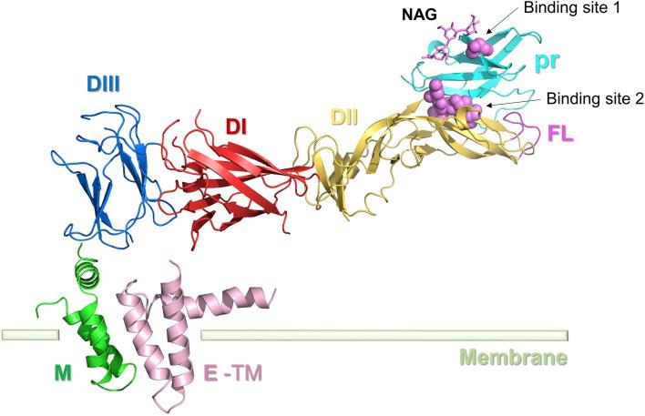 https://cdn.ncbi.nlm.nih.gov/pmc/blobs/f547/11246971/f56b7aa62ca0/fphar-15-1418516-g004.jpg