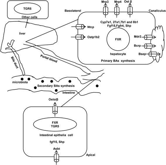 https://cdn.ncbi.nlm.nih.gov/pmc/blobs/f549/5070223/26d8e75260ce/12906_2016_1367_Fig1_HTML.jpg