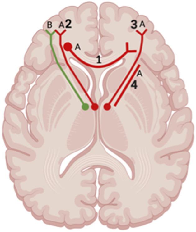 https://cdn.ncbi.nlm.nih.gov/pmc/blobs/f54d/11573519/0cda448cb09a/fnimg-03-1465612-g0008.jpg