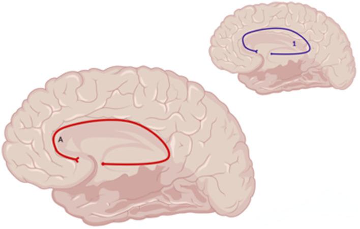 https://cdn.ncbi.nlm.nih.gov/pmc/blobs/f54d/11573519/9f8288ad55f5/fnimg-03-1465612-g0007.jpg