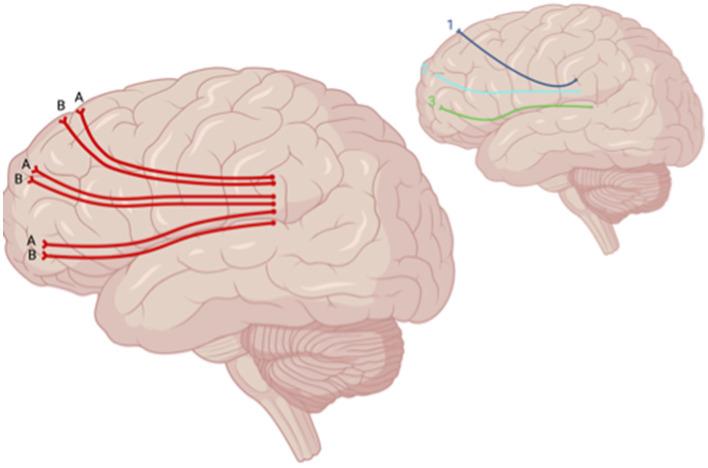 https://cdn.ncbi.nlm.nih.gov/pmc/blobs/f54d/11573519/bd8813ed369b/fnimg-03-1465612-g0005.jpg