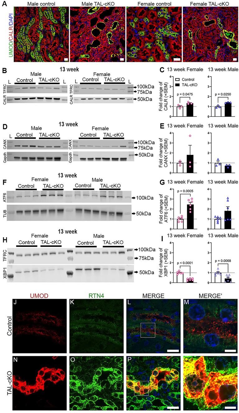 https://cdn.ncbi.nlm.nih.gov/pmc/blobs/f54f/11815580/5873bd0665dd/zqae048fig4.jpg