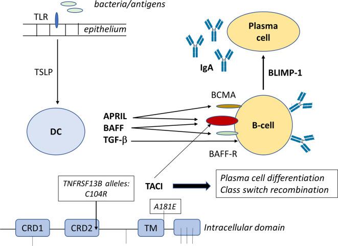 https://cdn.ncbi.nlm.nih.gov/pmc/blobs/f551/8107477/94fd07aa4ba9/fimmu-12-649112-g001.jpg