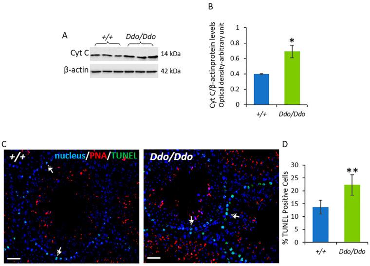 https://cdn.ncbi.nlm.nih.gov/pmc/blobs/f552/10136051/0dca884f75d9/biomolecules-13-00621-g005.jpg