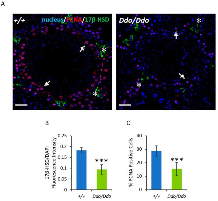 https://cdn.ncbi.nlm.nih.gov/pmc/blobs/f552/10136051/4c740bfc55a5/biomolecules-13-00621-g004.jpg