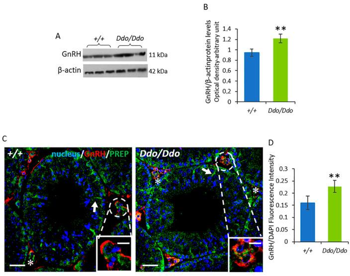 https://cdn.ncbi.nlm.nih.gov/pmc/blobs/f552/10136051/b647b7d5a851/biomolecules-13-00621-g007.jpg