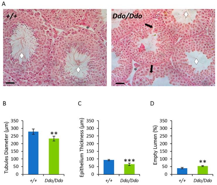 https://cdn.ncbi.nlm.nih.gov/pmc/blobs/f552/10136051/fc5ef6ac6b28/biomolecules-13-00621-g002.jpg