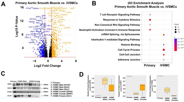 https://cdn.ncbi.nlm.nih.gov/pmc/blobs/f554/11719605/dc328c59a663/ijms-26-00187-g003.jpg