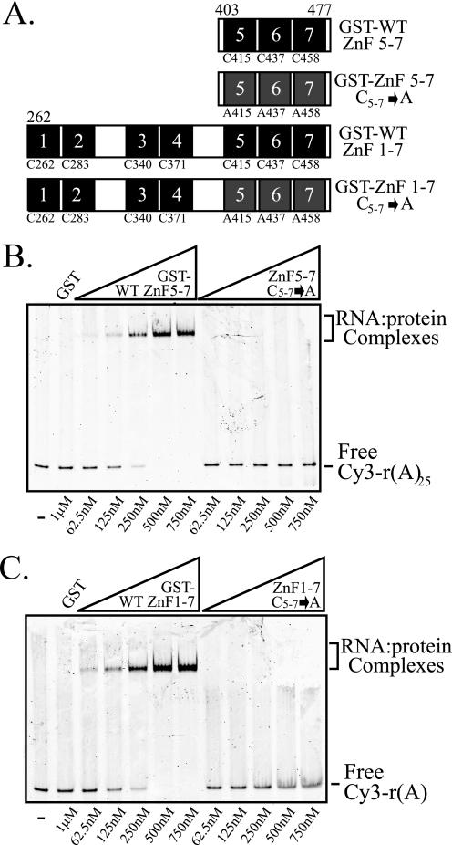 https://cdn.ncbi.nlm.nih.gov/pmc/blobs/f554/2924000/a6986b8a6fe1/zbc0371028590004.jpg