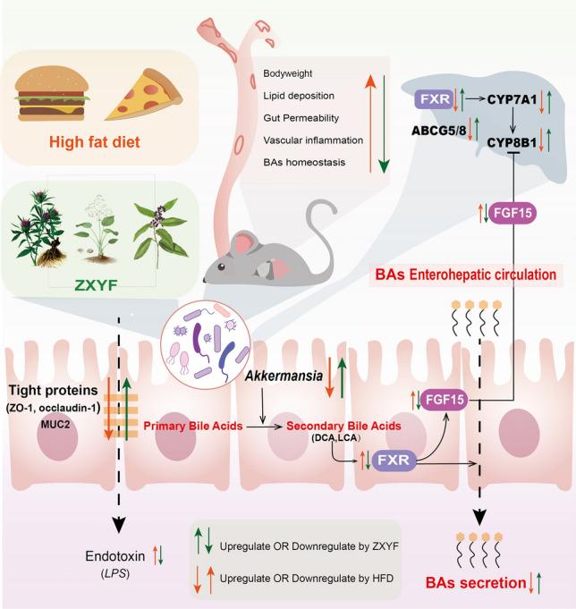 https://cdn.ncbi.nlm.nih.gov/pmc/blobs/f556/12103746/f0ba3682bc74/13020_2025_1116_Fig10_HTML.jpg