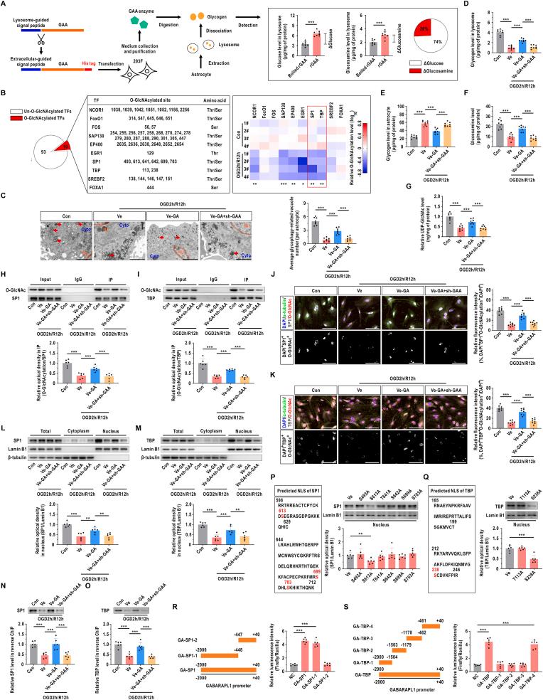 https://cdn.ncbi.nlm.nih.gov/pmc/blobs/f557/11215420/e8c27bb361ca/gr4.jpg
