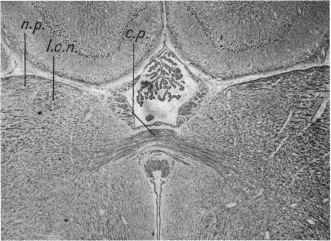https://cdn.ncbi.nlm.nih.gov/pmc/blobs/f557/1272874/18770b01e2e9/janat00491-0015-a.jpg