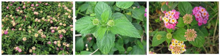 https://cdn.ncbi.nlm.nih.gov/pmc/blobs/f559/8161263/8c0d94414832/plants-10-01028-g001.jpg