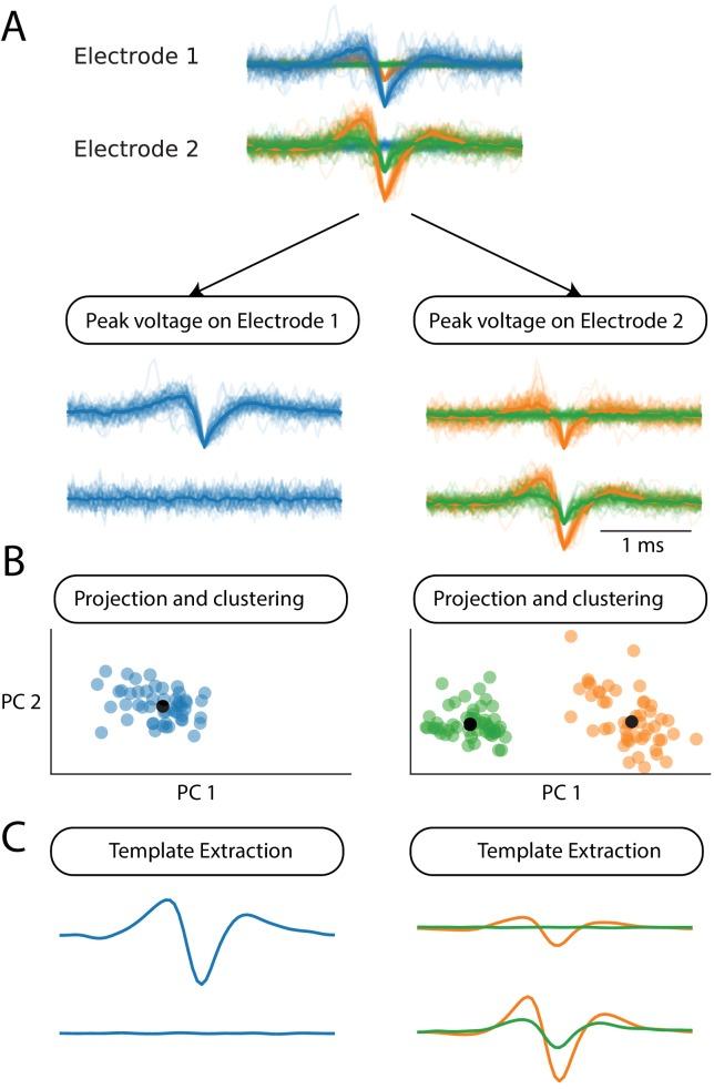 https://cdn.ncbi.nlm.nih.gov/pmc/blobs/f55c/5897014/0521c414db44/elife-34518-fig1-figsupp1.jpg