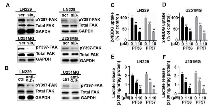 https://cdn.ncbi.nlm.nih.gov/pmc/blobs/f55f/7961489/d6109d57371b/cancers-13-01111-g003.jpg